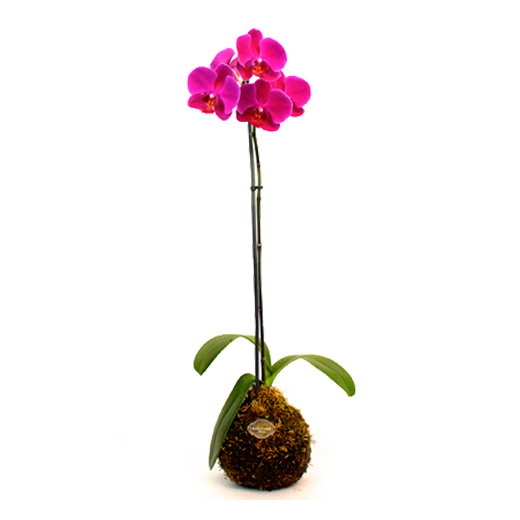 Plantas Naturales
