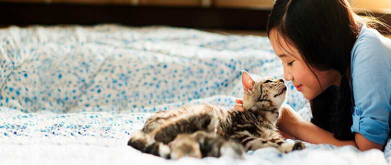 Cómo cuidar a tu gato y hacerlo feliz